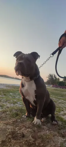 Adoção American bullying fêmea adulta com pedigree