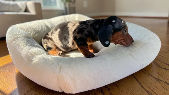 Daschund Mini