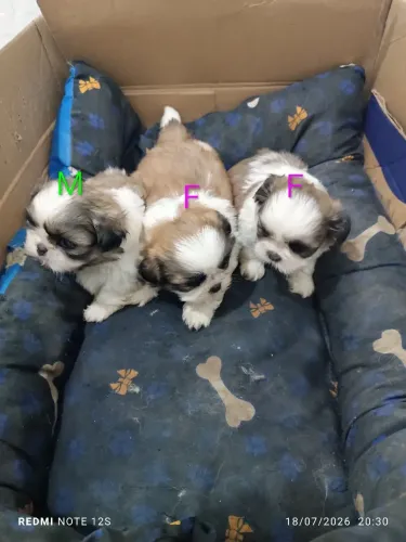 Lindos Filhotes de shitzu fêmea e macho raça puraleia o anúncio com atenção