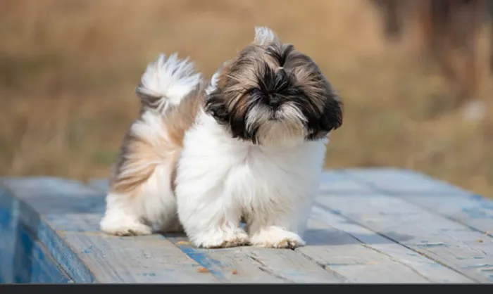 Procuro filhote de shih tzu fêmea pra comprar