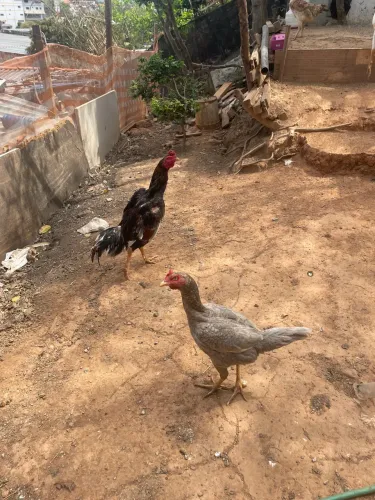 Casal galo e galinha