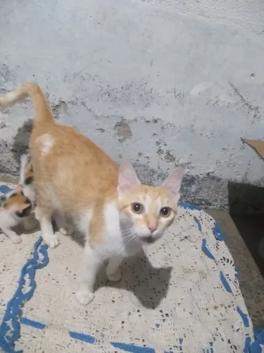 Estou doando gatos