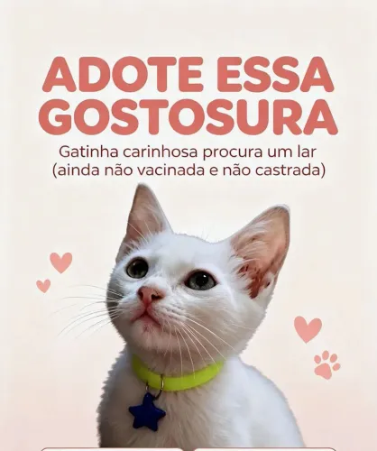 Gatinhas para Adoção