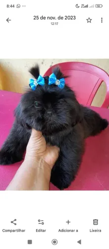 Promoção Shih Tzu macho