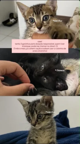 Doação de gato responsável 