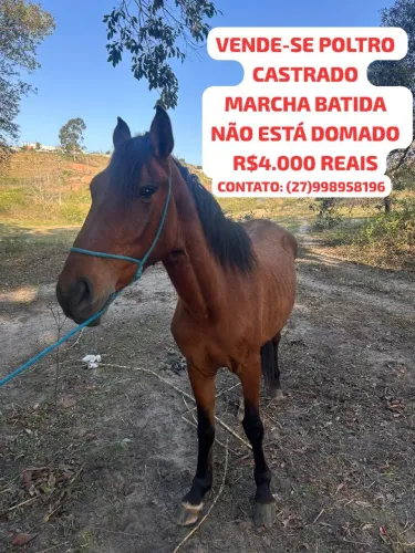 Vende-se Poltro