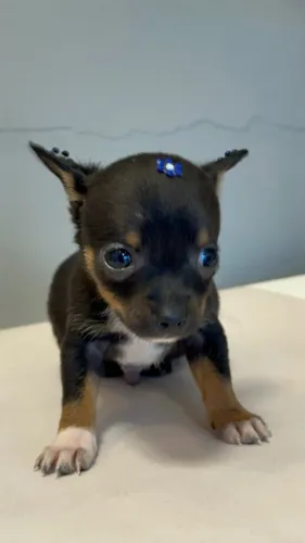 Pinscher pretinho lindo, também temos fêmeas