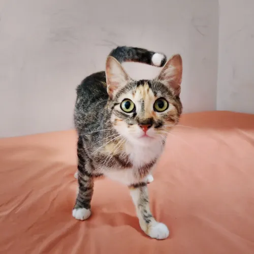 Doação de gatinha
