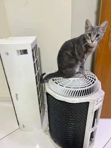 Ar condicionado Philco 9000btus. Perfeito estado. 890 reais. Gatos não inclusos