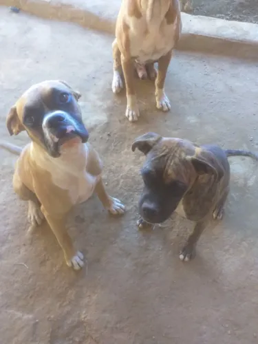 FILHOTE DE BOXER PURO