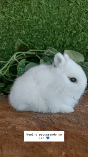 Coelho anão, netherland dwarf 