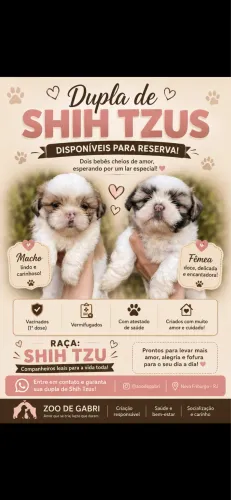 Cachorro