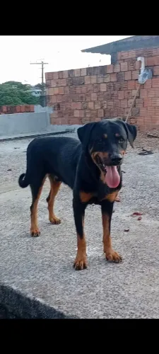 Rottweiler macho 1 ano valor 800 reais.