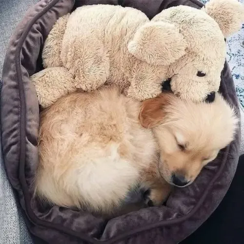 Filhotes de Golden Retriever | Um sorriso peludo esperando por você.