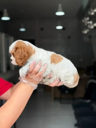 Cavalier King ? Contrato de Compra/V10 Importada/Garantias de Saúde