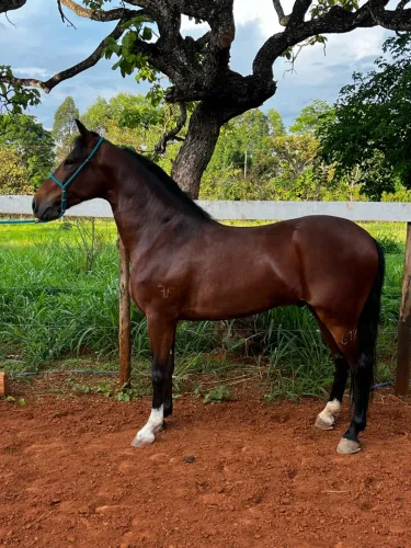 Cavalo castanho lindo 