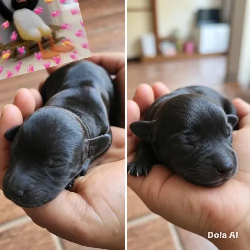 Filhotes de salsicha" Dachshund" mini(macho)  pretinho lindos 