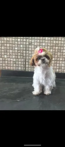 Shitzu fêmea 6 meses