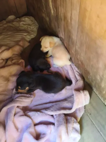 Filhote pinscher 