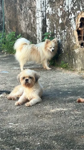 Casal de Shitzu venda adulto