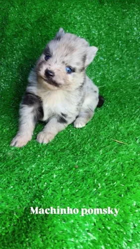 Pomsky Filhote Disponível para o Rio de Janeiro