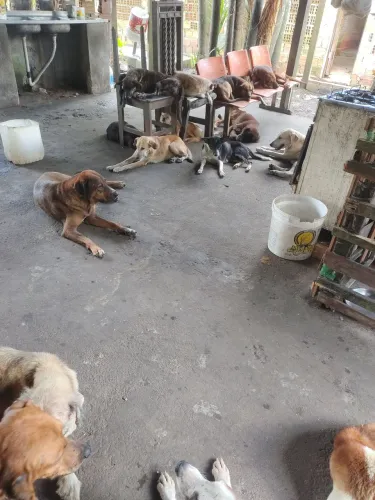 Preciso de uma pessoa pra trabalhar em abrigo de animais