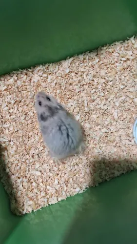 Vendo Hamster
