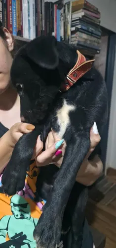 Doação de filhotes de chowchow com 3 meses