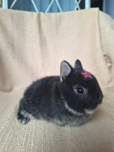 Femea mini coelho *