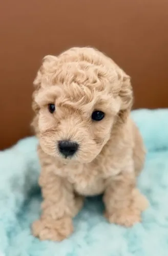 Poodle toy - Seu filho vai amar um lindo doguinho.