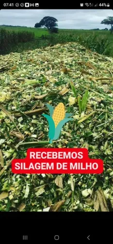 Silagem de Milho