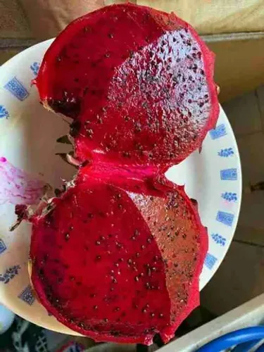 mudas de pitayas *