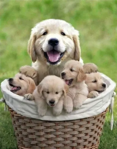 filhotes Golden Retriever a família especial