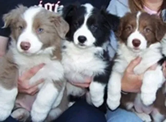 Border Collie com pedigree 