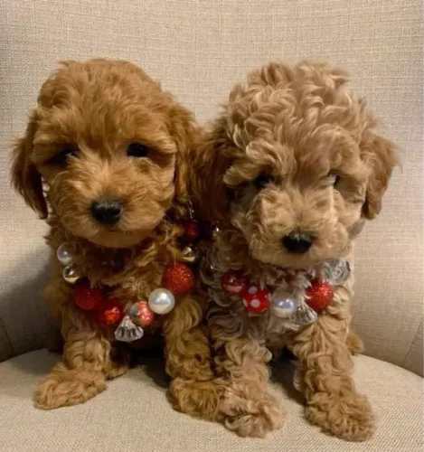 Poodles meninas esperando um lar para brincar 