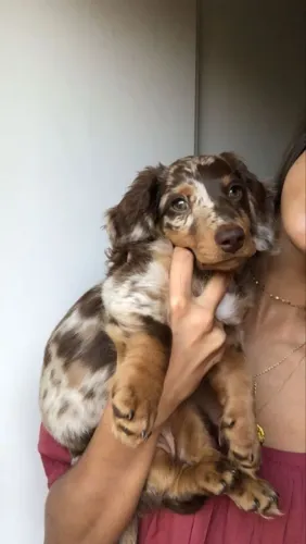 Filhote Dachshund Arlequim disputados entre muitos