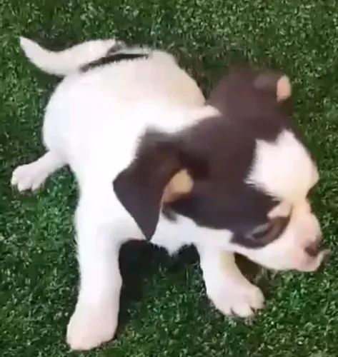 Chihuahua com Vacina e Entrega na Região