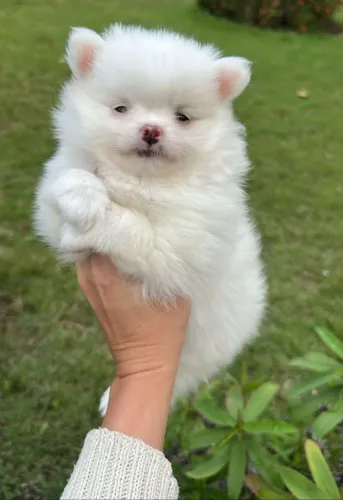 Spitz Alemão fêmea branco neve. Uma bolinha de algodão.!