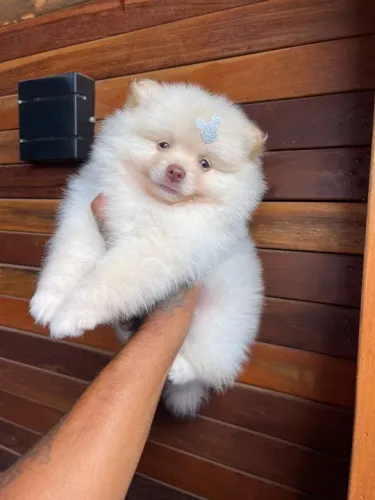 Lulu da pomerania anão filhotes fofos