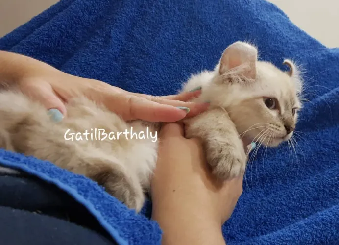 Filhote American Curl, Scottish Fold, bem diferentes de Persa10x197 cabe no Seu bolso