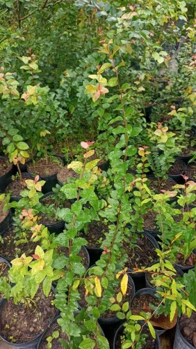Vendo mudas frutíferas de pequeno porte