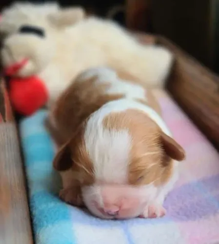 Cavalier King Charles Spaniel: charme e elegância em forma de filhote