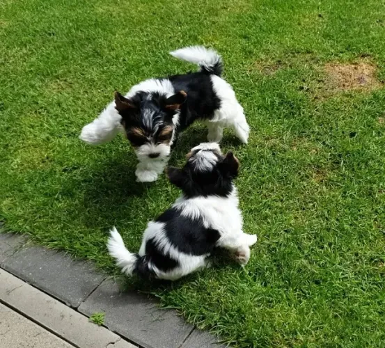 Biewer Terrier Macho Tricolor Tamanho Mini, Amor Gigante