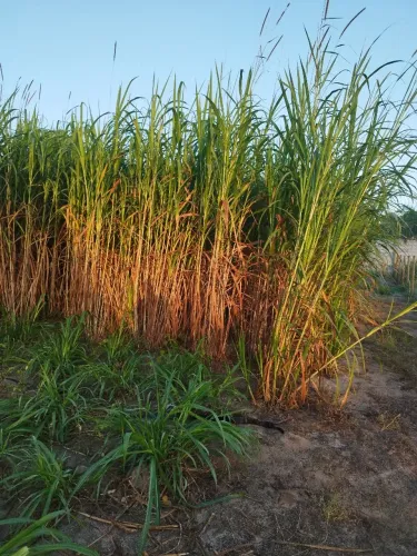 Mudas com 3 gemas Capiacu 