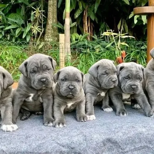 cane corso filhotes