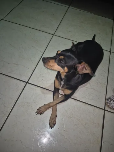 Estou doando essa cachorrinha fêmea 