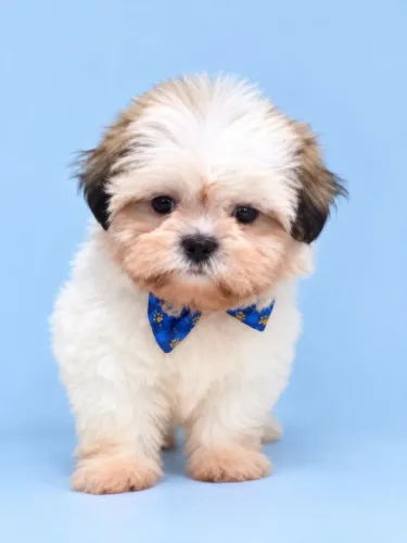 Shihtzu Lindo Machinho Pronta Entrega