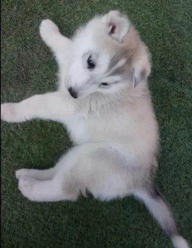 Filhotes de Husky Siberiano | Amor para todos os dias
