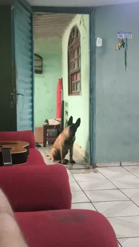 Vendo pastor Belga Malinoes com 4 meses já vacinado com as 3 doses de vacina importada