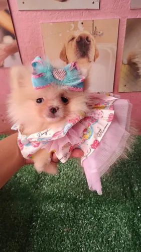 Spitz alemão- Cão pequeno ideal para rotina em casa